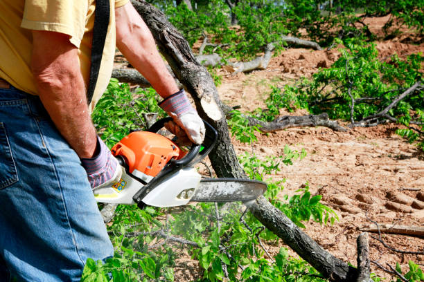 Best Professional Tree Care  in Crownpoint, NM